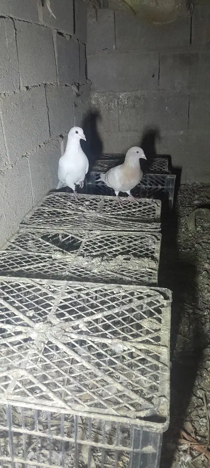 کبوترآلمانی|پرنده|گنبد کاووس, |دیوار