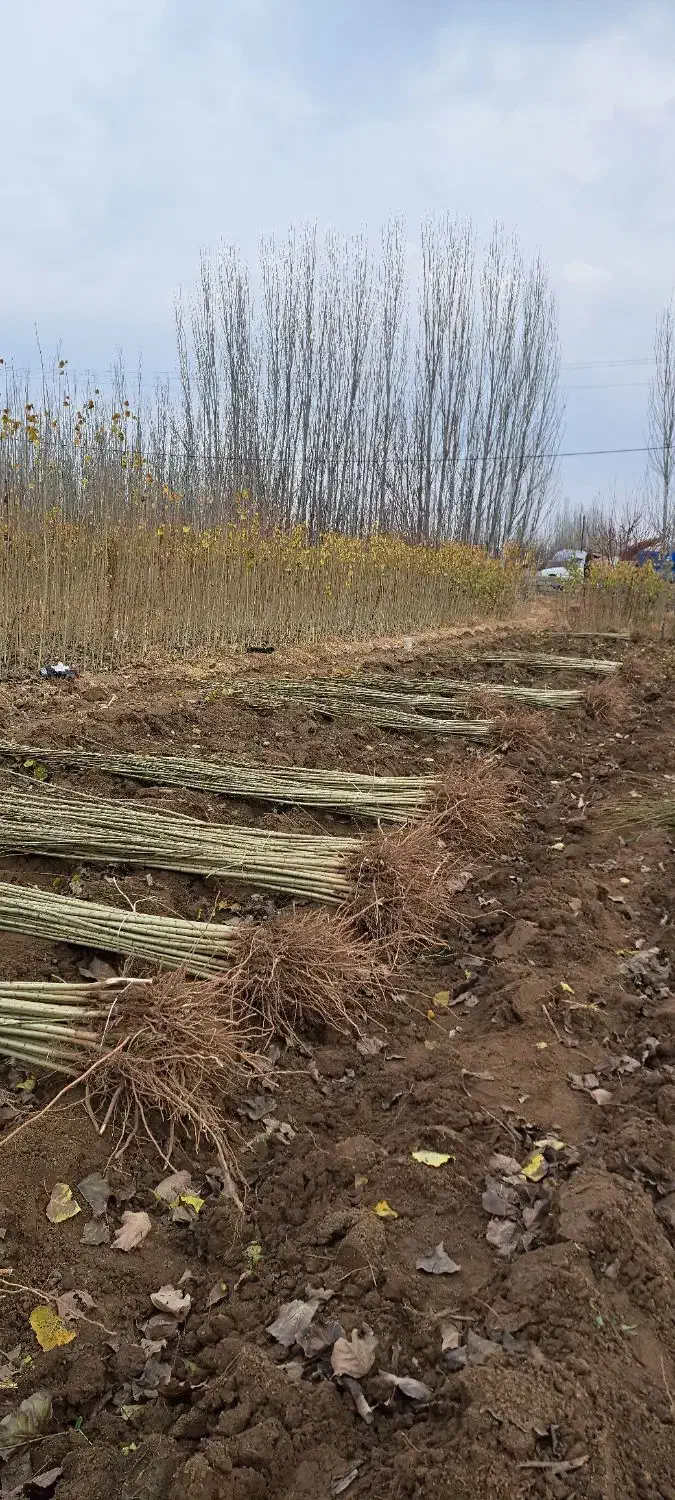 فروش نهال|خدمات باغبانی و درختکاری|میاندوآب, |دیوار