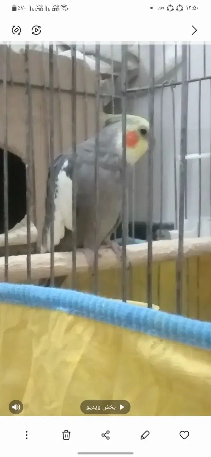 عروس هلندی|حیوانات|فسا, |دیوار