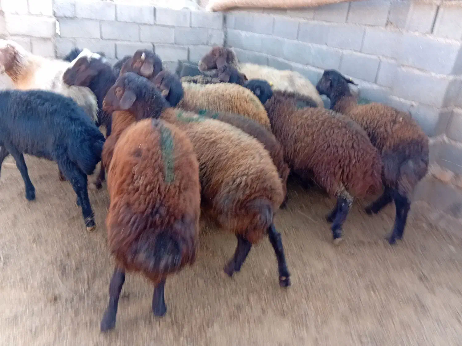 11بره نر|حیوانات مزرعه|تربت جام, جلگه موسی آباد|دیوار