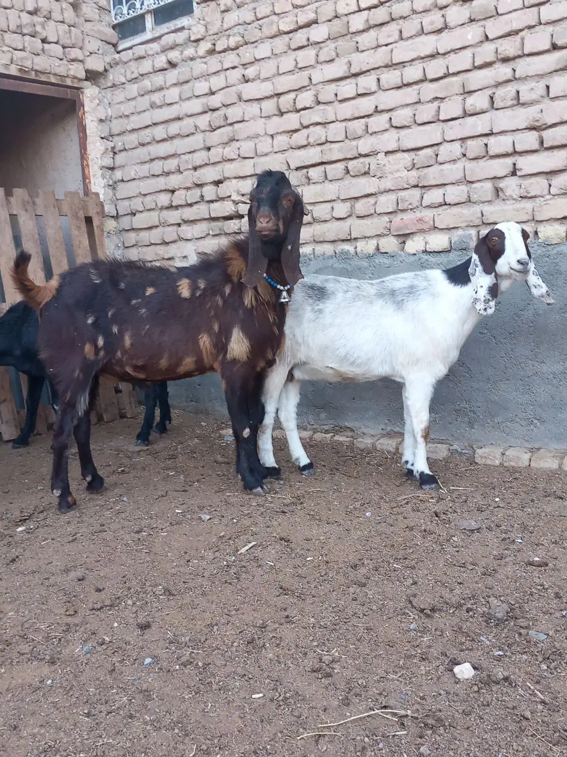 فروش،معاوضه10راس بزپاکستانی،درشت،سنگین وزن،3قلوزا|حیوانات مزرعه|فریمان, |دیوار