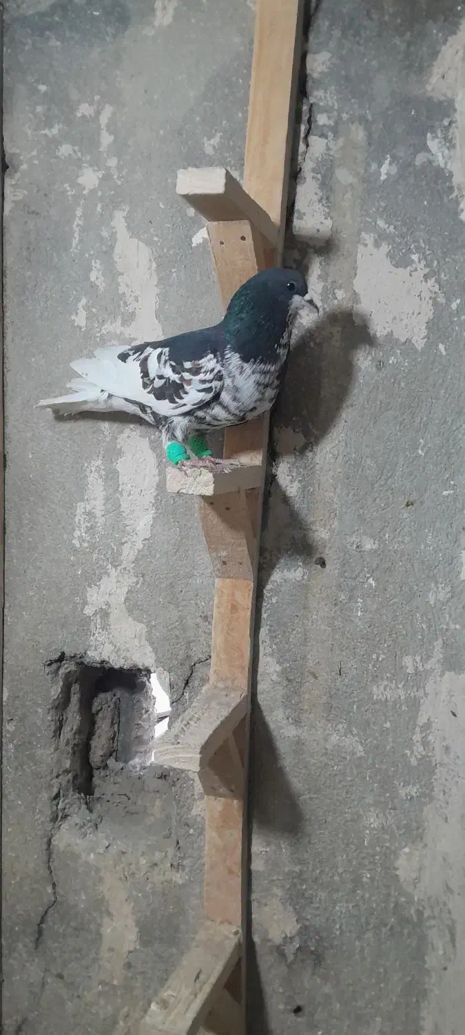 دوتا شهری زرنگ|پرنده|شیراز, کوشک میدان|دیوار