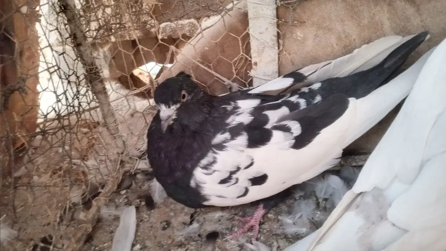 کبوتر|پرنده|بهبهان, |دیوار