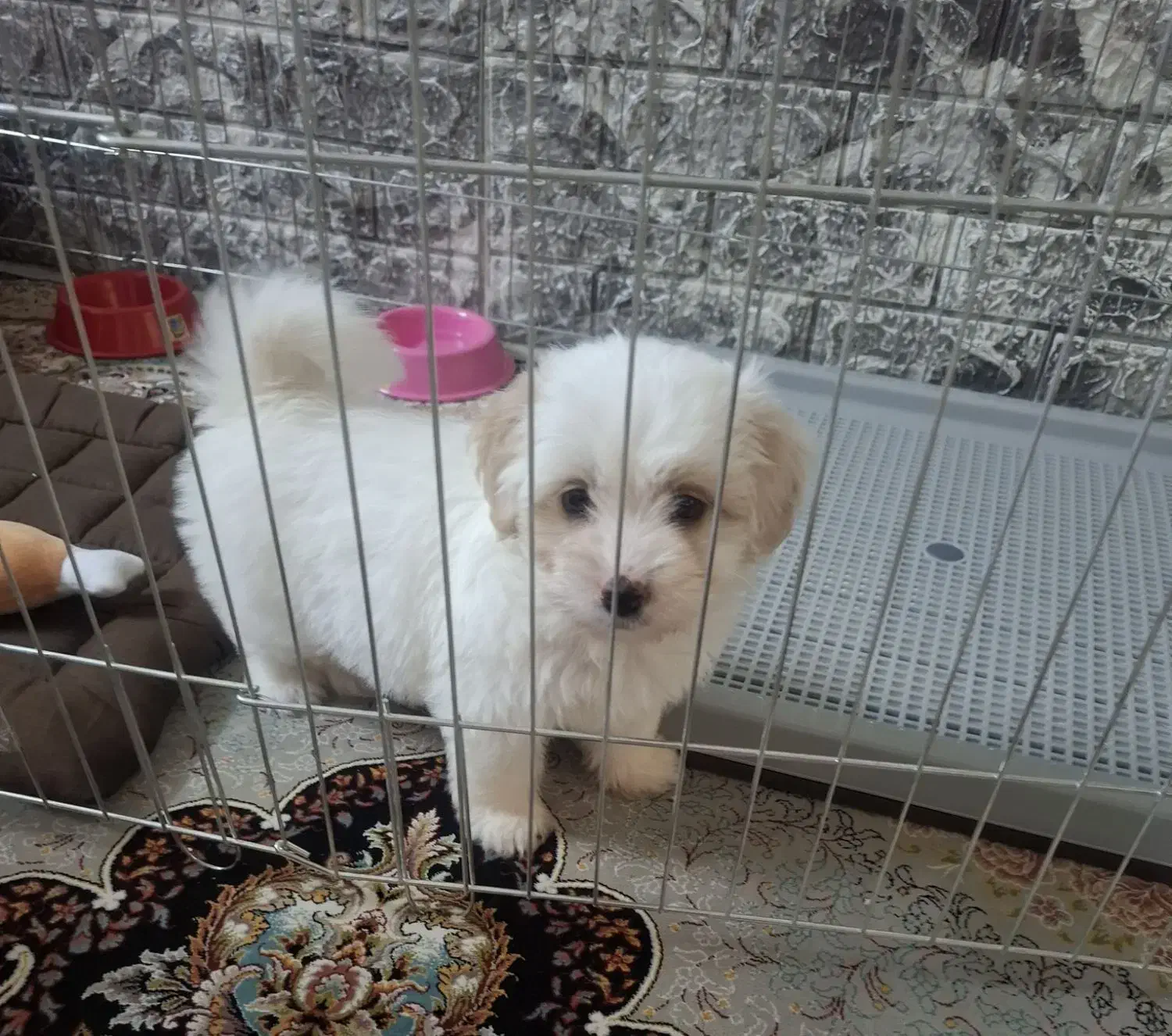 واگذاری سگ نژاد پودل کراس ۲ ماهه ( رایگان نیست)|سگ|تهران, جوادیه|دیوار