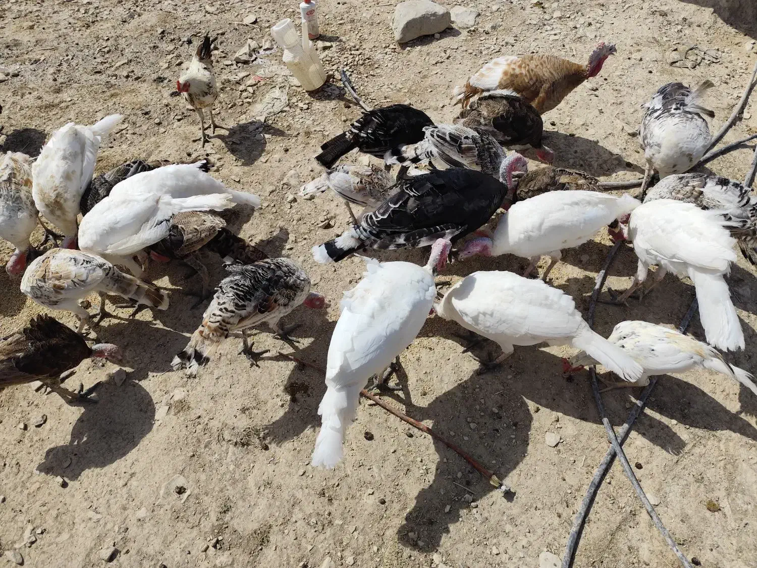 فروش بوقلمون محلی|حیوانات مزرعه|گیلان غرب, |دیوار