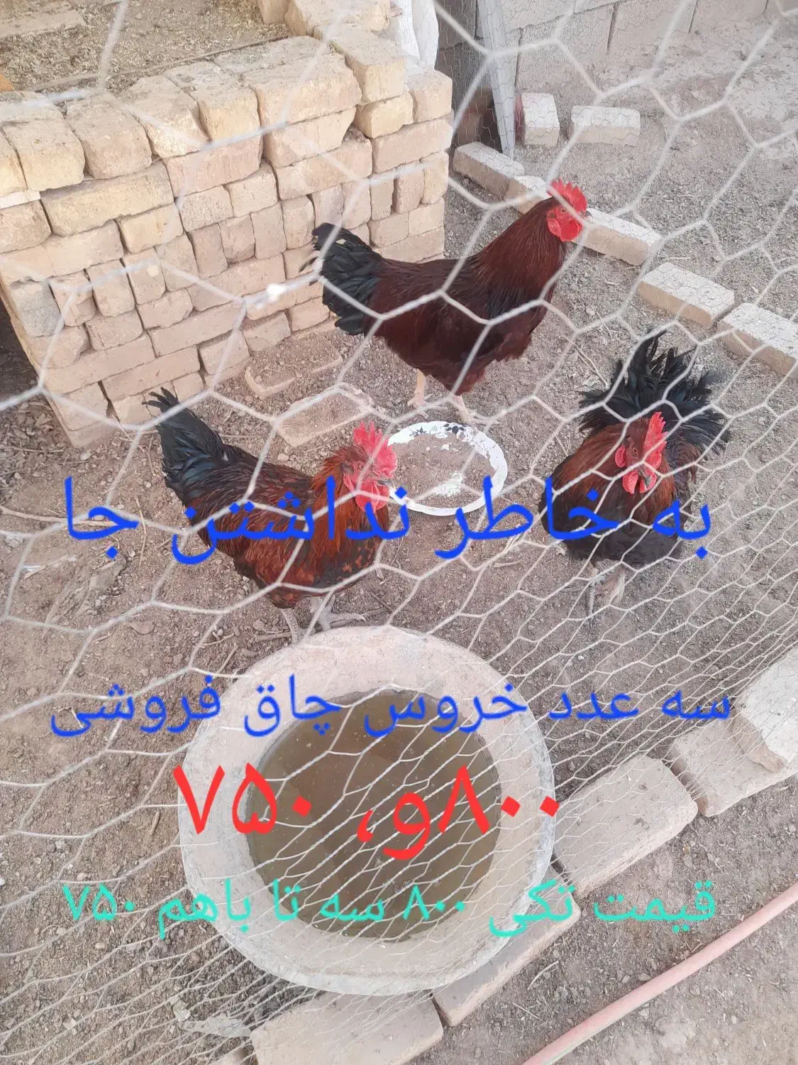 خروس|حیوانات مزرعه|میلاجرد, |دیوار