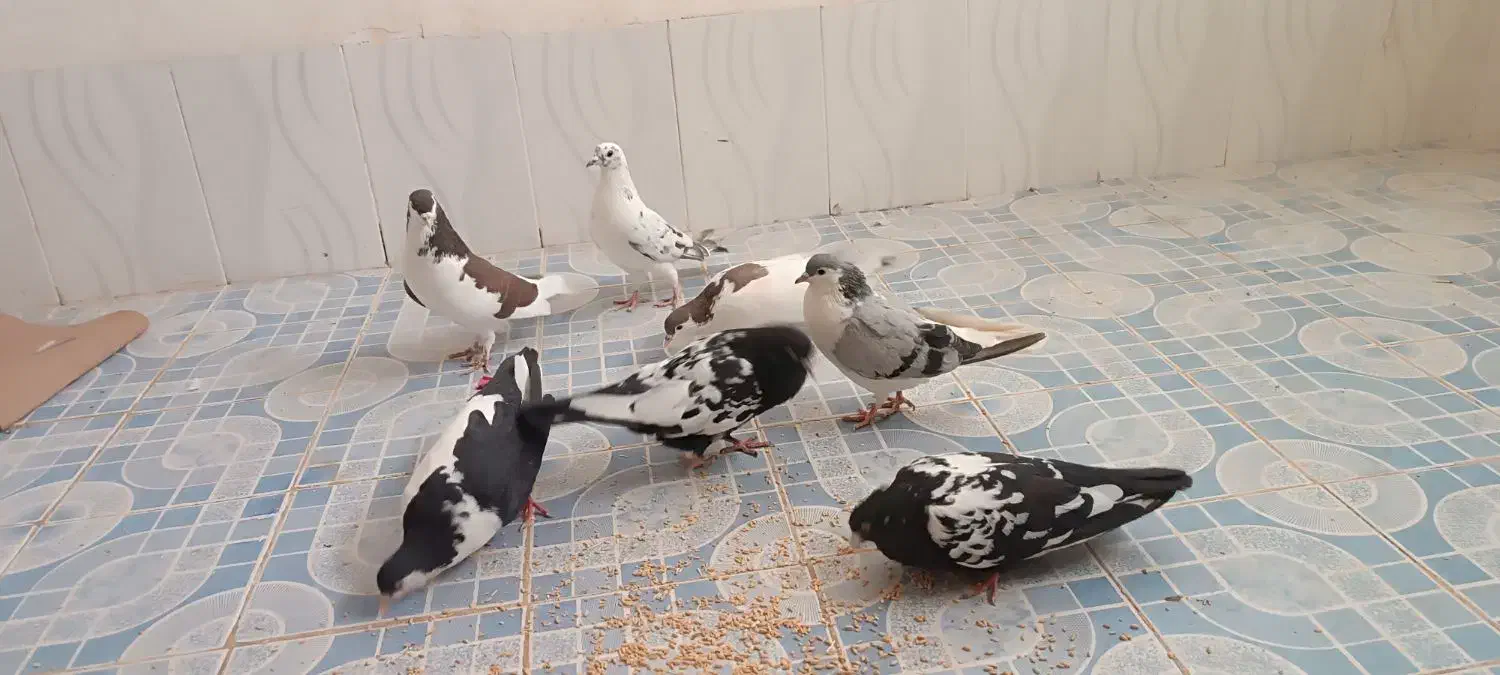 رنگه و نقش|پرنده|زیرکوه, |دیوار