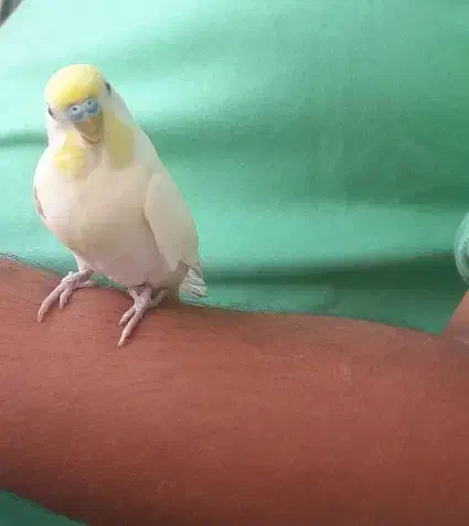 مرغ عشق|پرنده|رحیم‌آباد, |دیوار