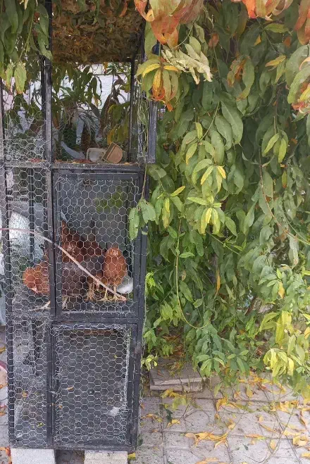 قفس ۳طبقه|لوازم جانبی حیوانات|جهرم, |دیوار