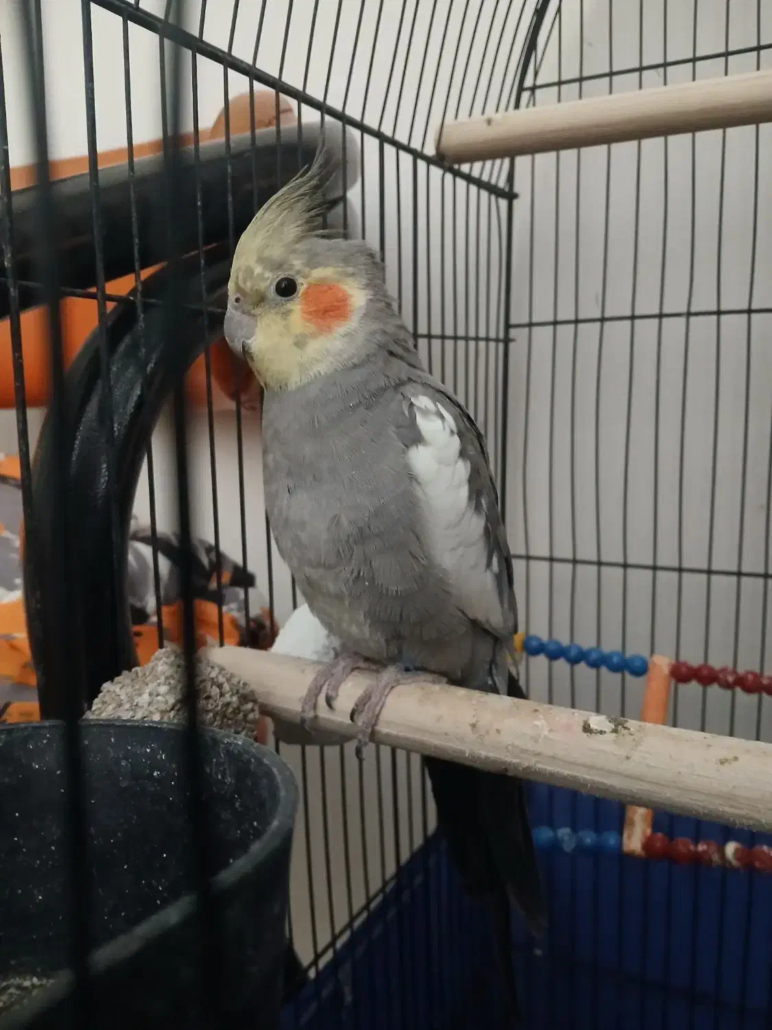 عروس هلندی سخنگو|پرنده|تهران, شهرک رضویه|دیوار