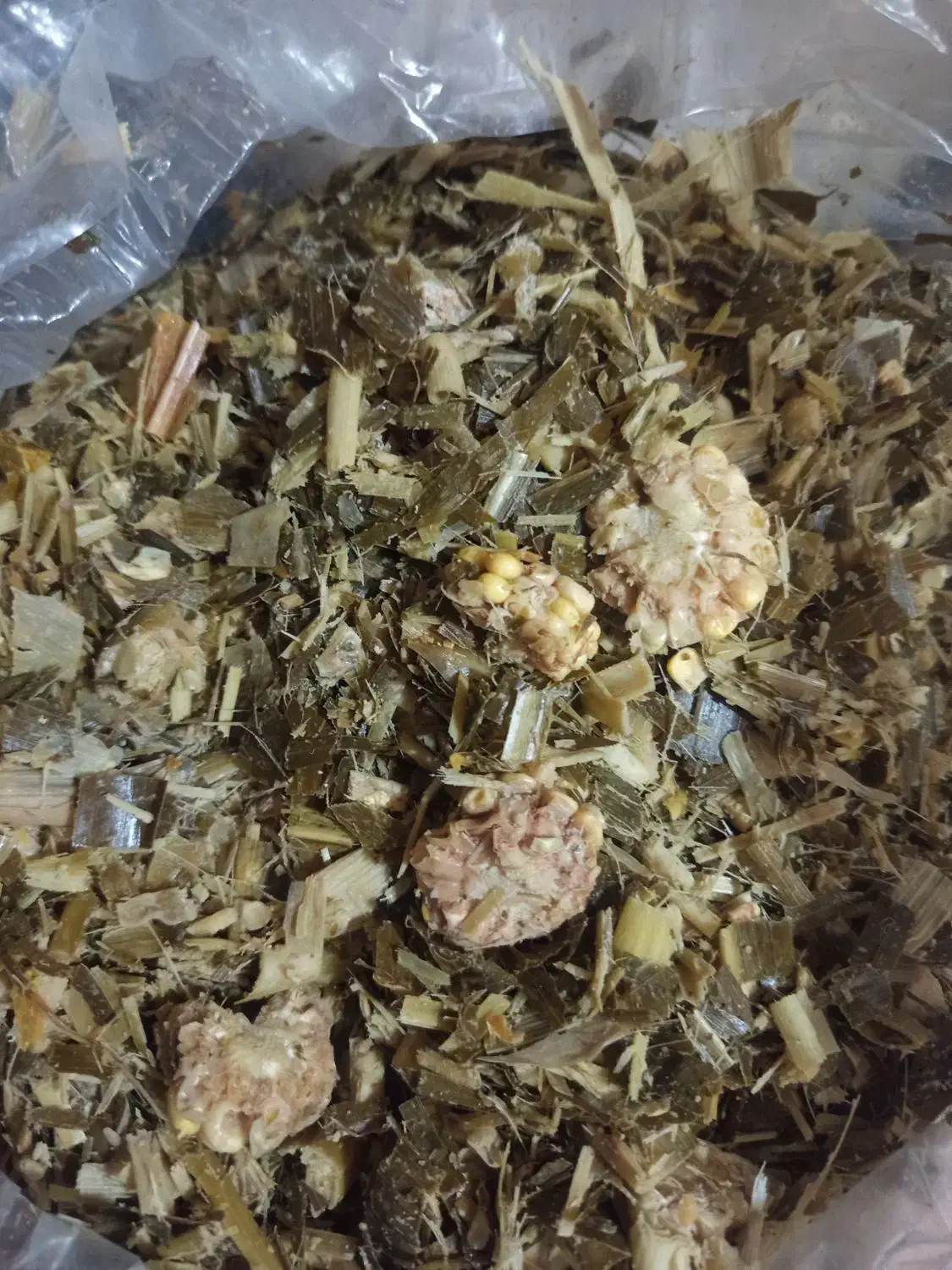 فروش ذرت علوفه ای برادام|حیوانات مزرعه|شبانکاره, |دیوار