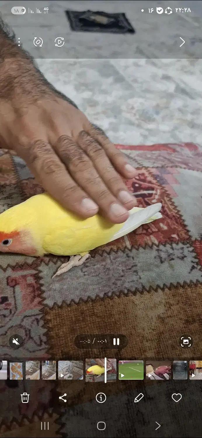 کوتوله برزیلی ماده|پرنده|ری, هاشم‌آباد|دیوار