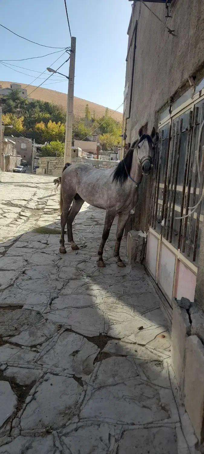 اسب کرد|اسب و تجهیزات اسب‌سواری|سنندج, |دیوار