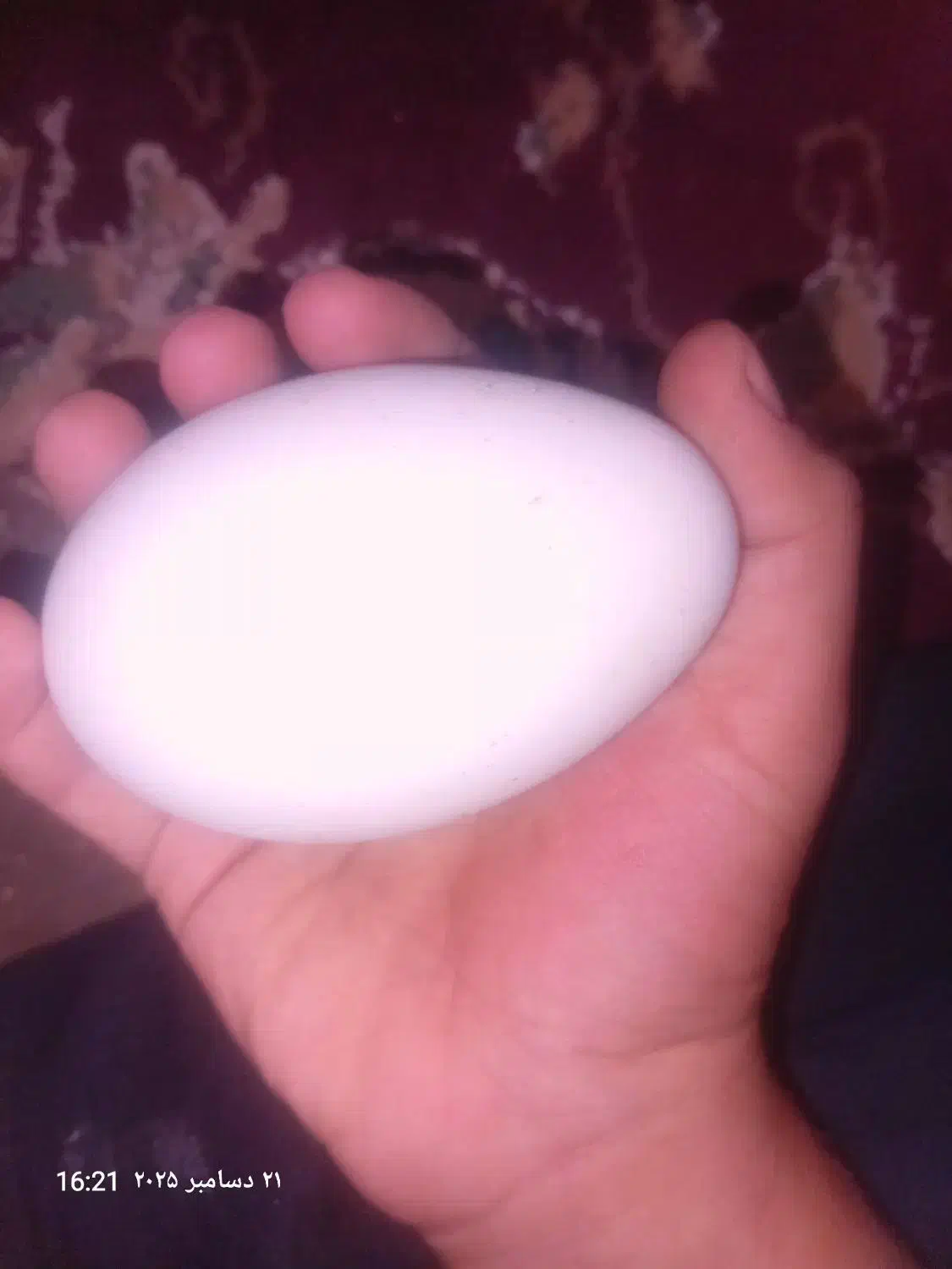 غاز ۹ماهه تخم گذار|پرنده|گتوند, |دیوار