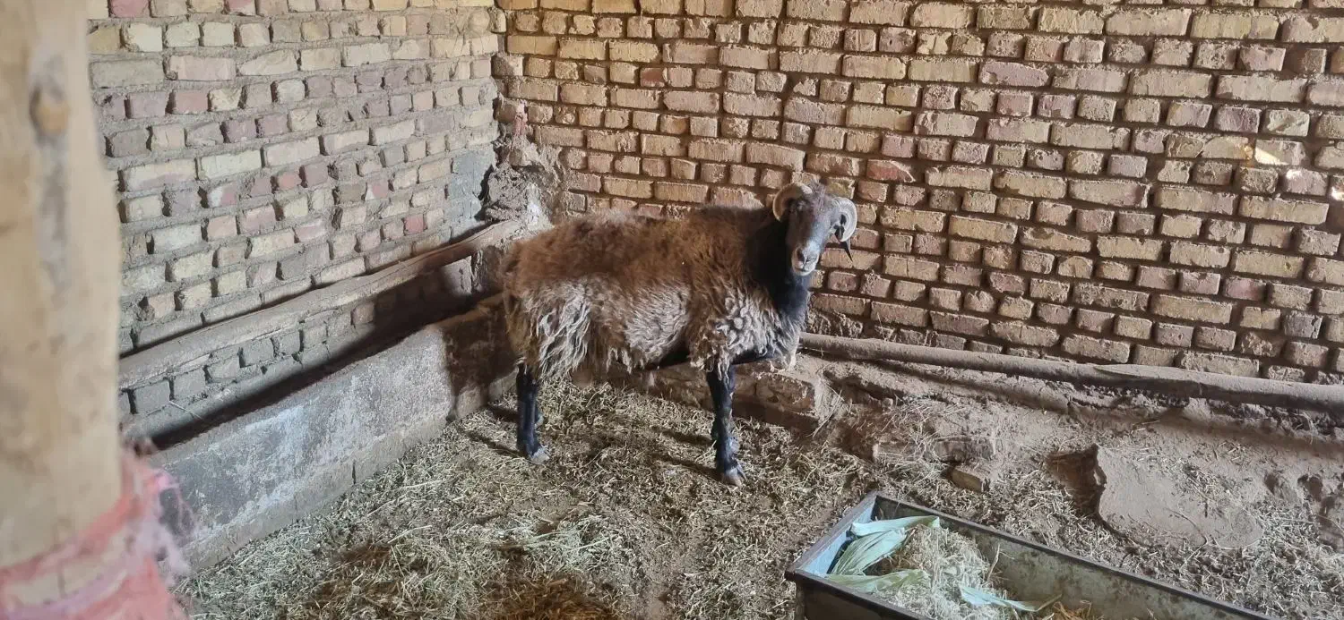 قوچ دورگه نژاد رومانوف و فشندی|حیوانات مزرعه|محمدیه-قزوین, |دیوار