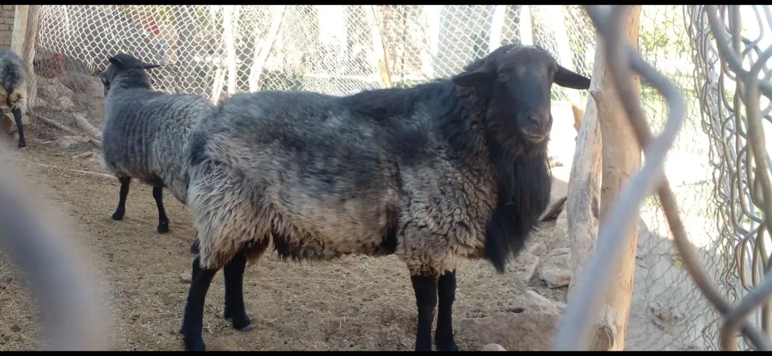 فروش نر نژاد رومانوف|حیوانات مزرعه|بسطام, |دیوار