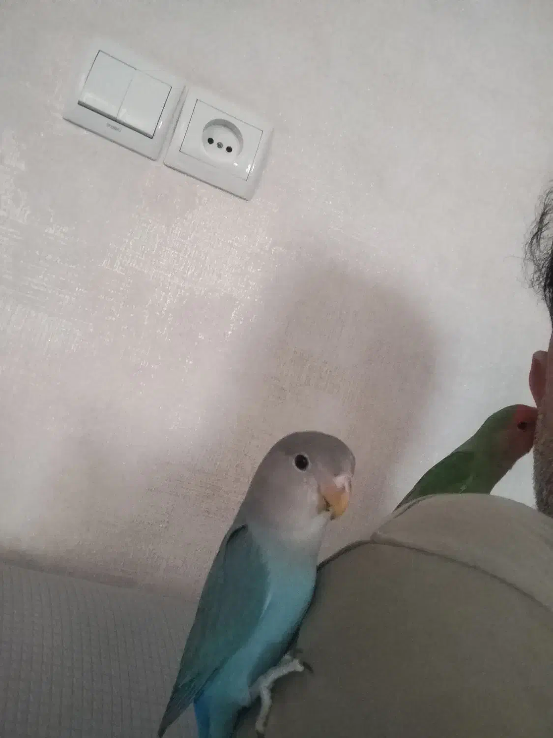 طوطی برزیلی|پرنده|ری, علایین|دیوار