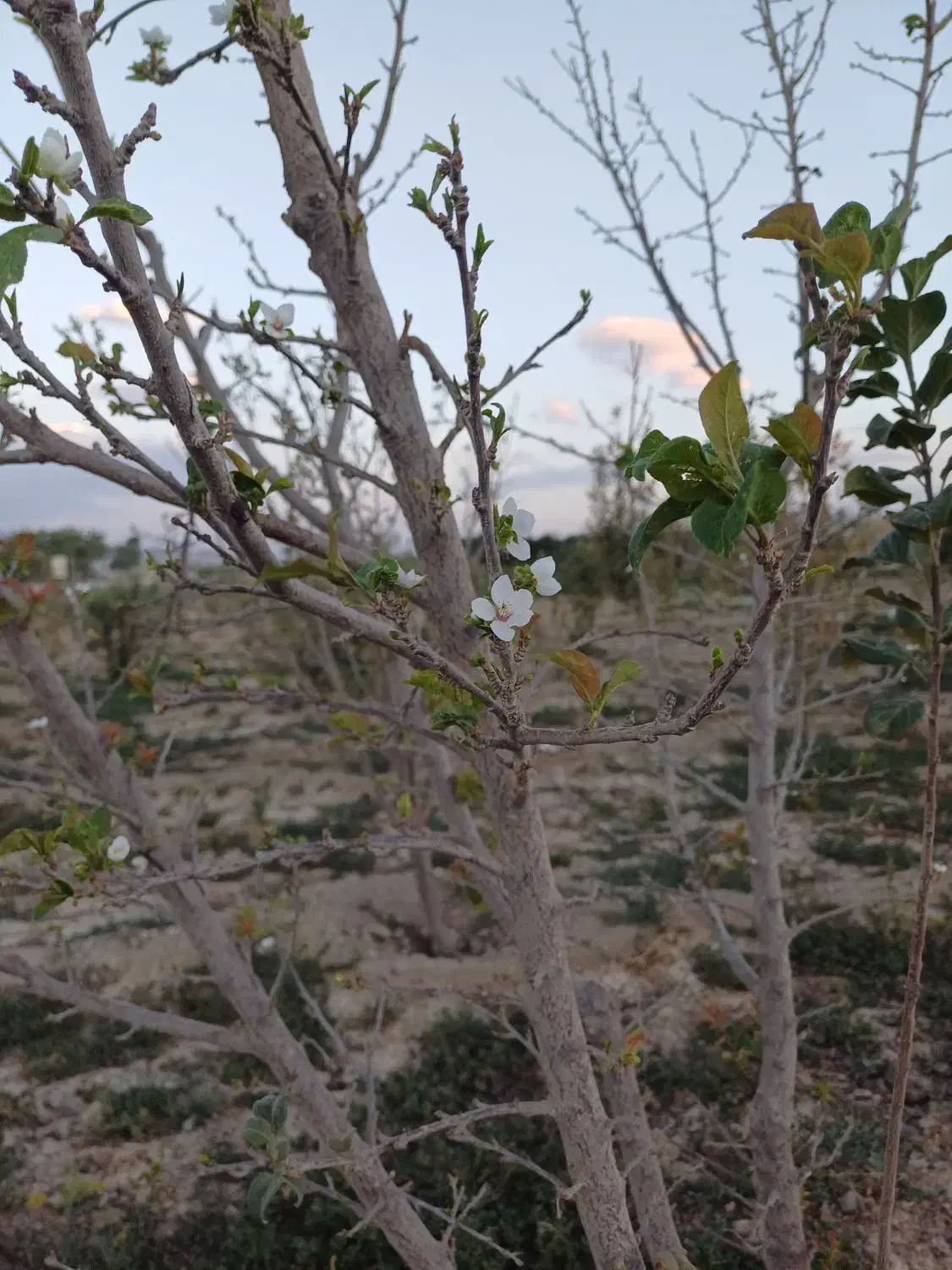 باغ میوه|فروش دفتر صنعتی، کشاورزی، تجاری|گلپایگان, |دیوار