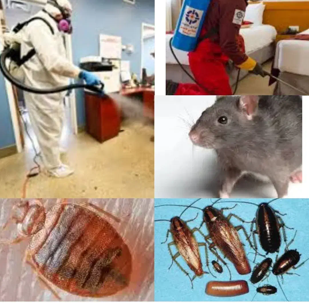 سمپاشی تضمینی٪ ساس سوسک موریانه کنه موش سم پاشی|خدمات نظافت|مشهد, طلاب|دیوار