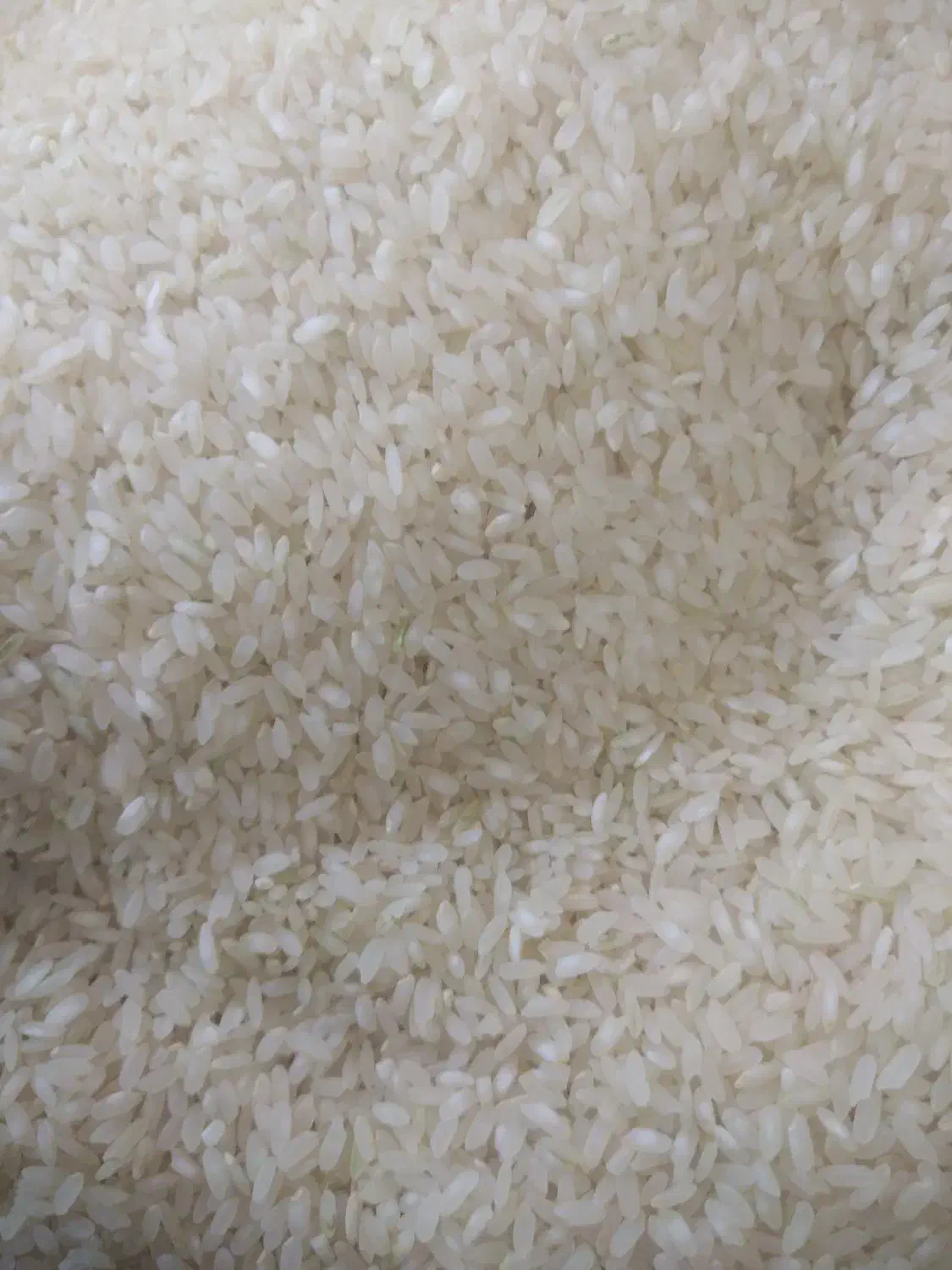 برنج کامفیروزی نورسید|خوردنی و آشامیدنی|شیراز, شریف‌آباد|دیوار