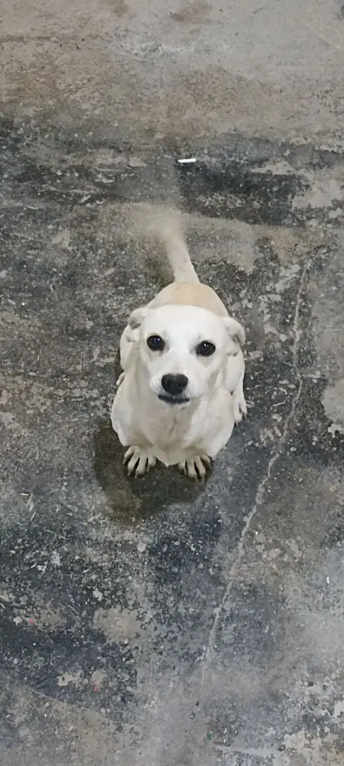 واگذاری سگ پا کوتاه|سگ|رامهرمز, |دیوار