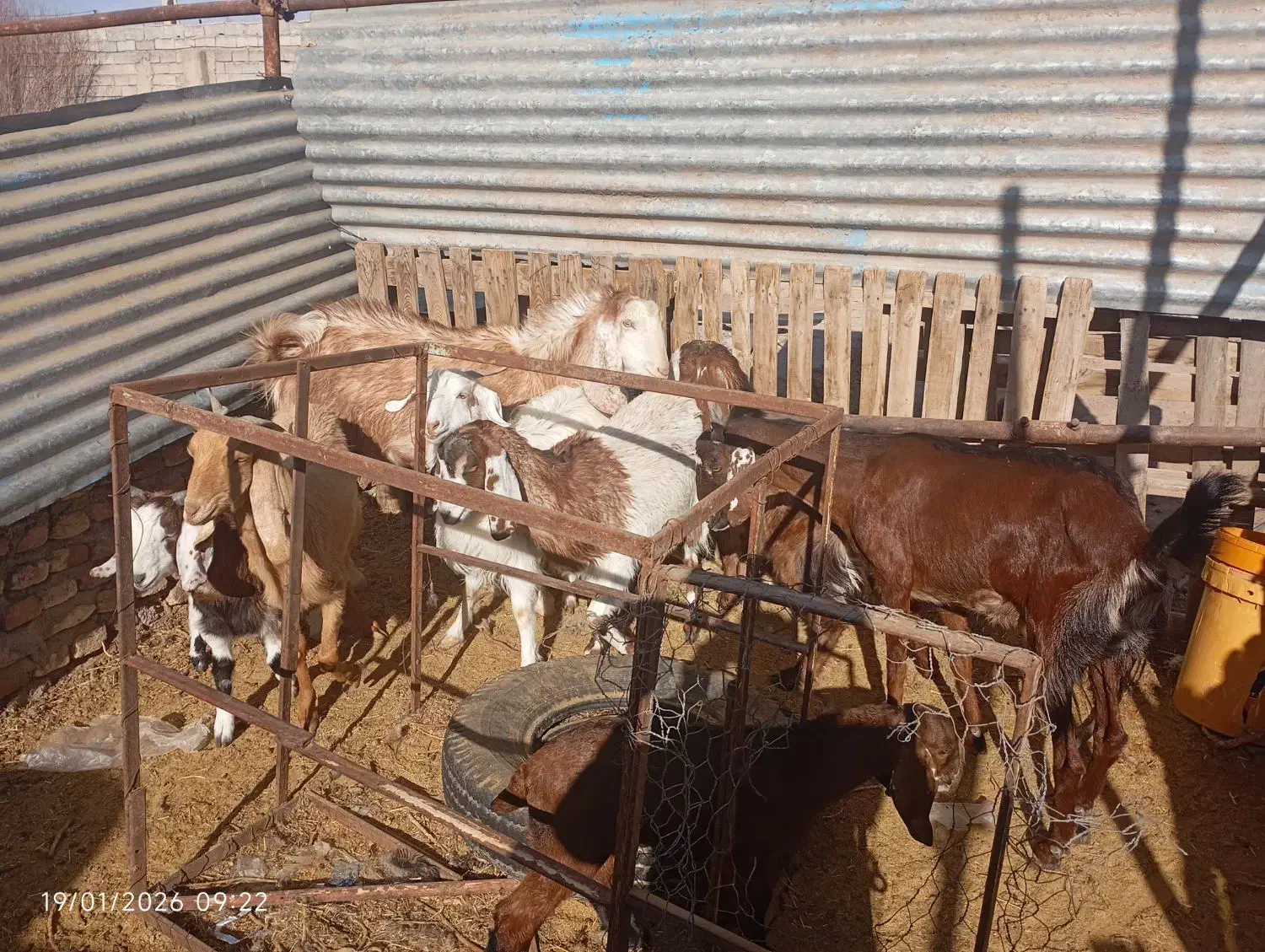 ۹عدد گوسفند نر و ماده۱۱۰میلون|حیوانات مزرعه|کرمان, |دیوار