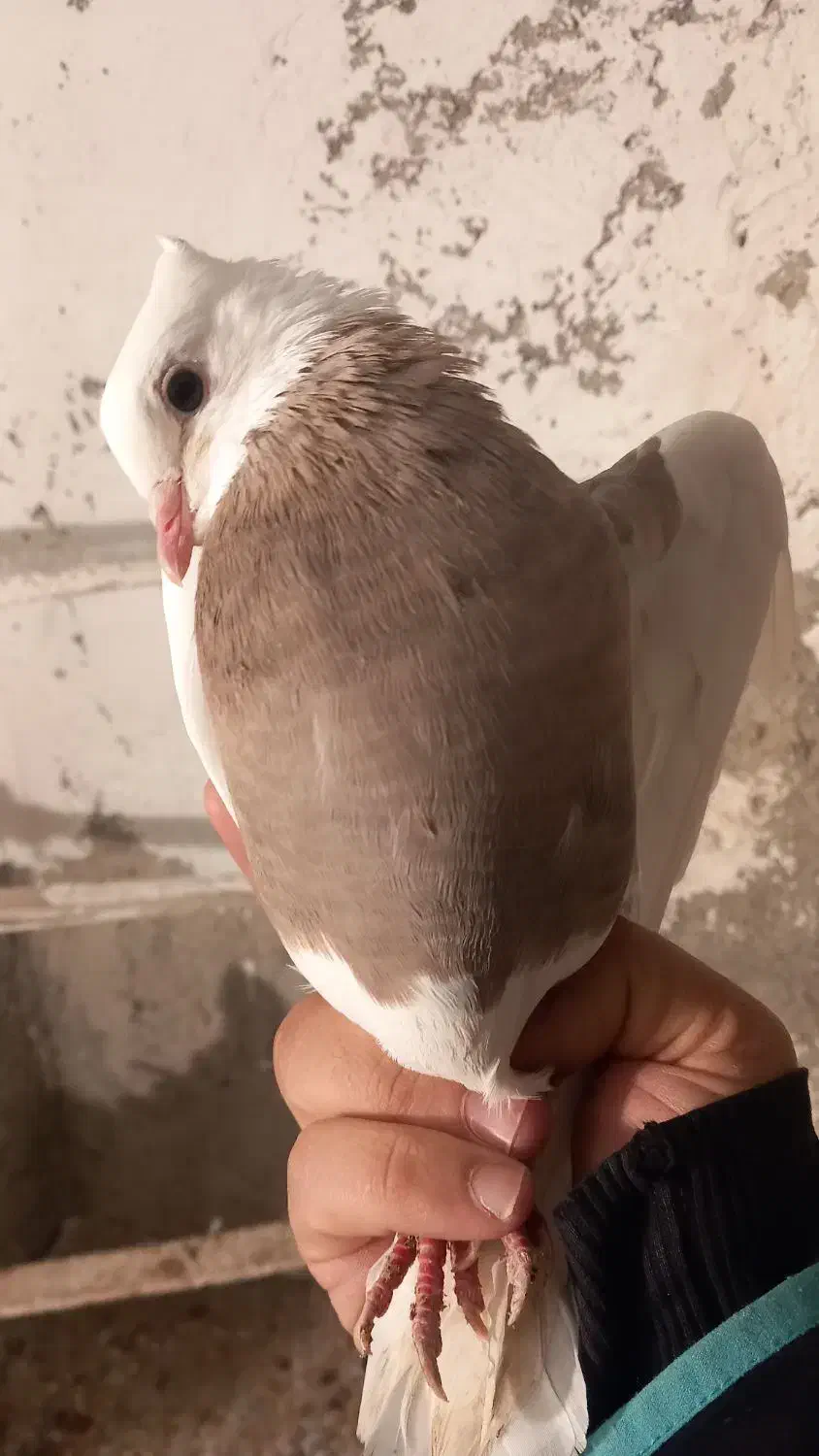 طوقی|پرنده|درگز, |دیوار