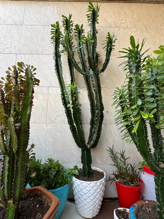 گل و گیاه|گل و گیاه طبیعی|ورامین, ورامین|دیوار