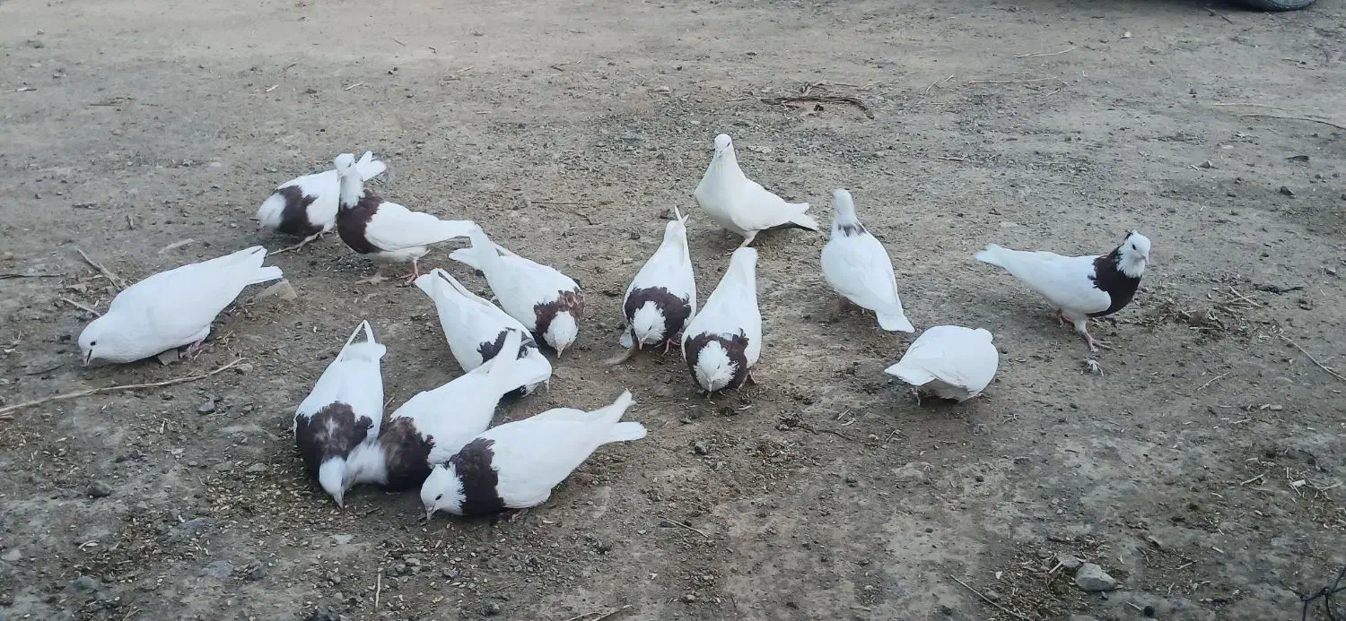 طوقی|پرنده|جغتای, |دیوار