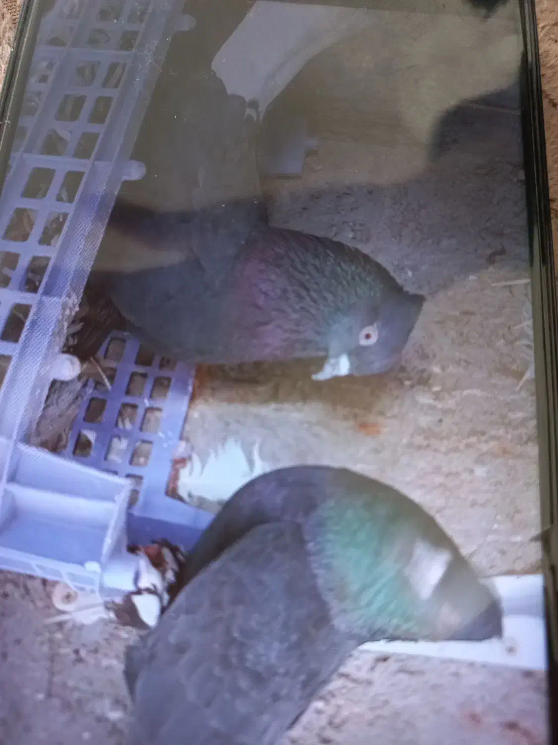 جفتی۱۵۰۰خریدارواقعی تماس بگیره|پرنده|قم, سالاریه|دیوار