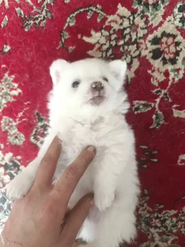 سگ پامر دو ماهه|سگ|تهران, دانشگاه شریف|دیوار