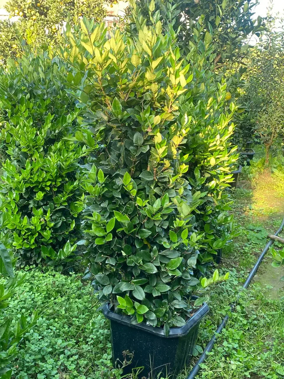 یاس هلندی جعبه۴۰|گل و گیاه طبیعی|کلاچای, |دیوار