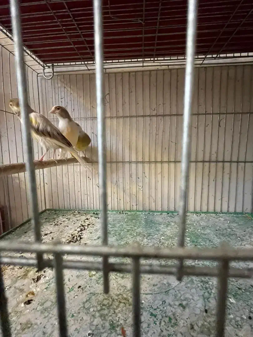 قناری ماده|پرنده|اصفهان, رزمندگان|دیوار