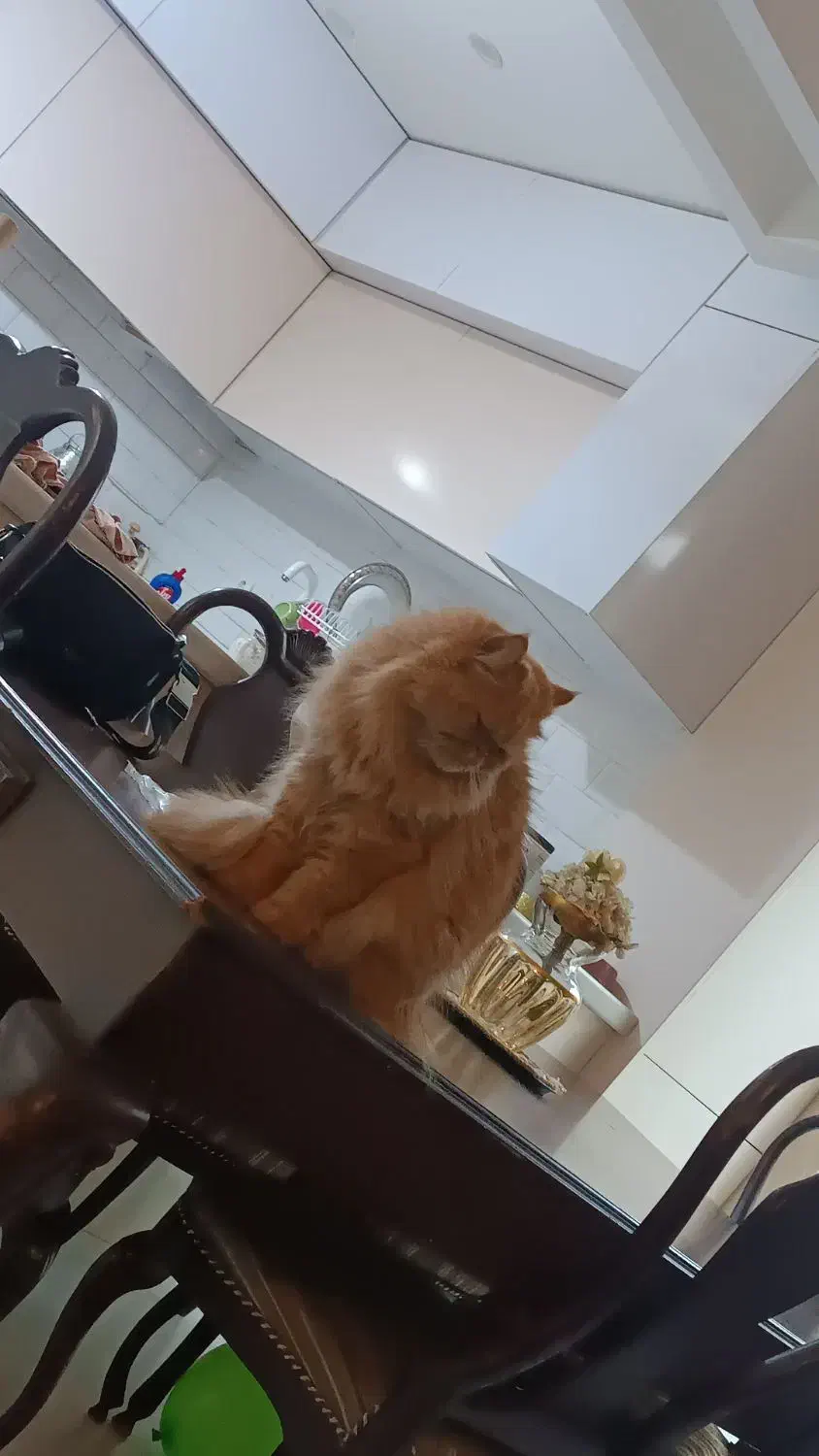 پانسیون خونگی|سگ|رشت, شالکو|دیوار