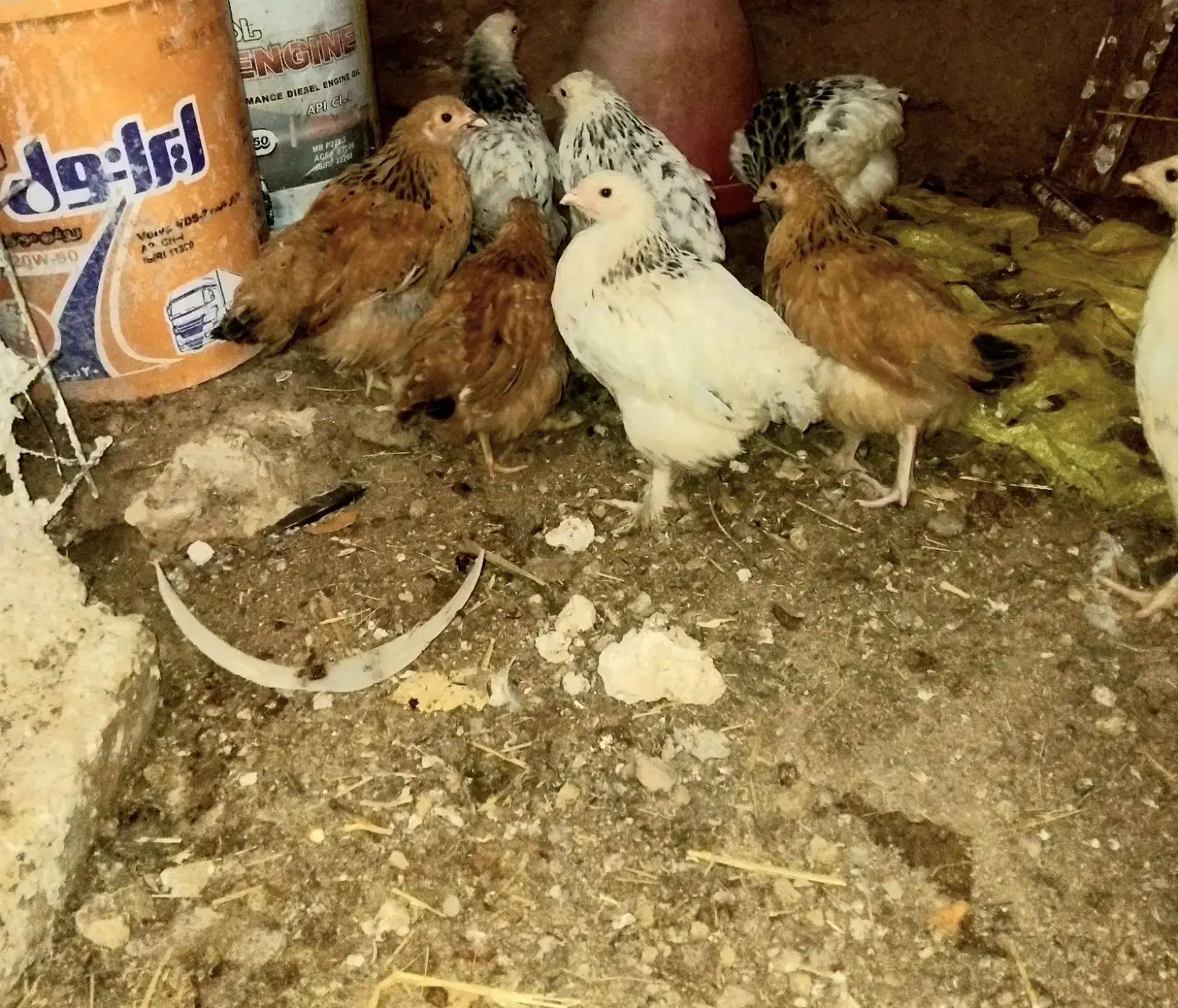 جوجه بوقلمون و جوجه برهماصل|حیوانات مزرعه|تربت جام, حافظ|دیوار