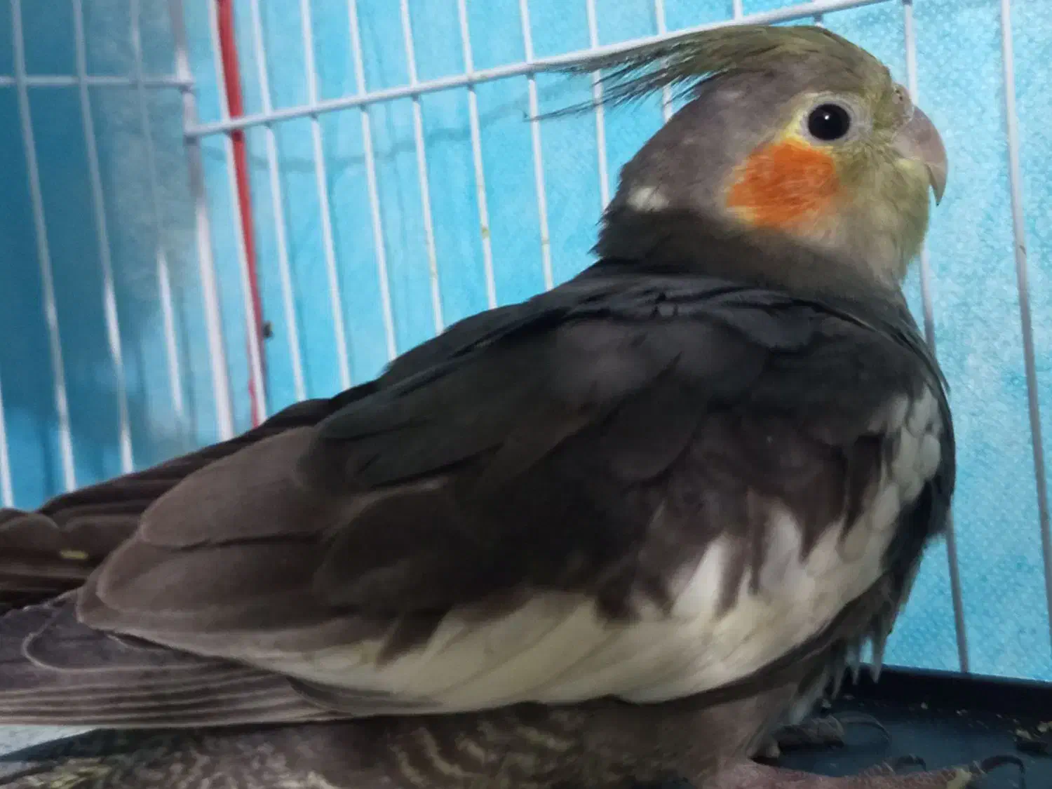 عروس هلندی دستی سخنگو|پرنده|تربت جام, مسکن مهر|دیوار