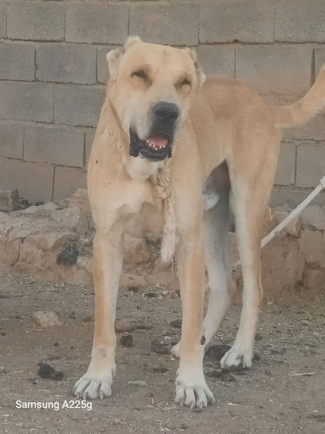 سگ افغانی افغانی|سگ|چناران, |دیوار