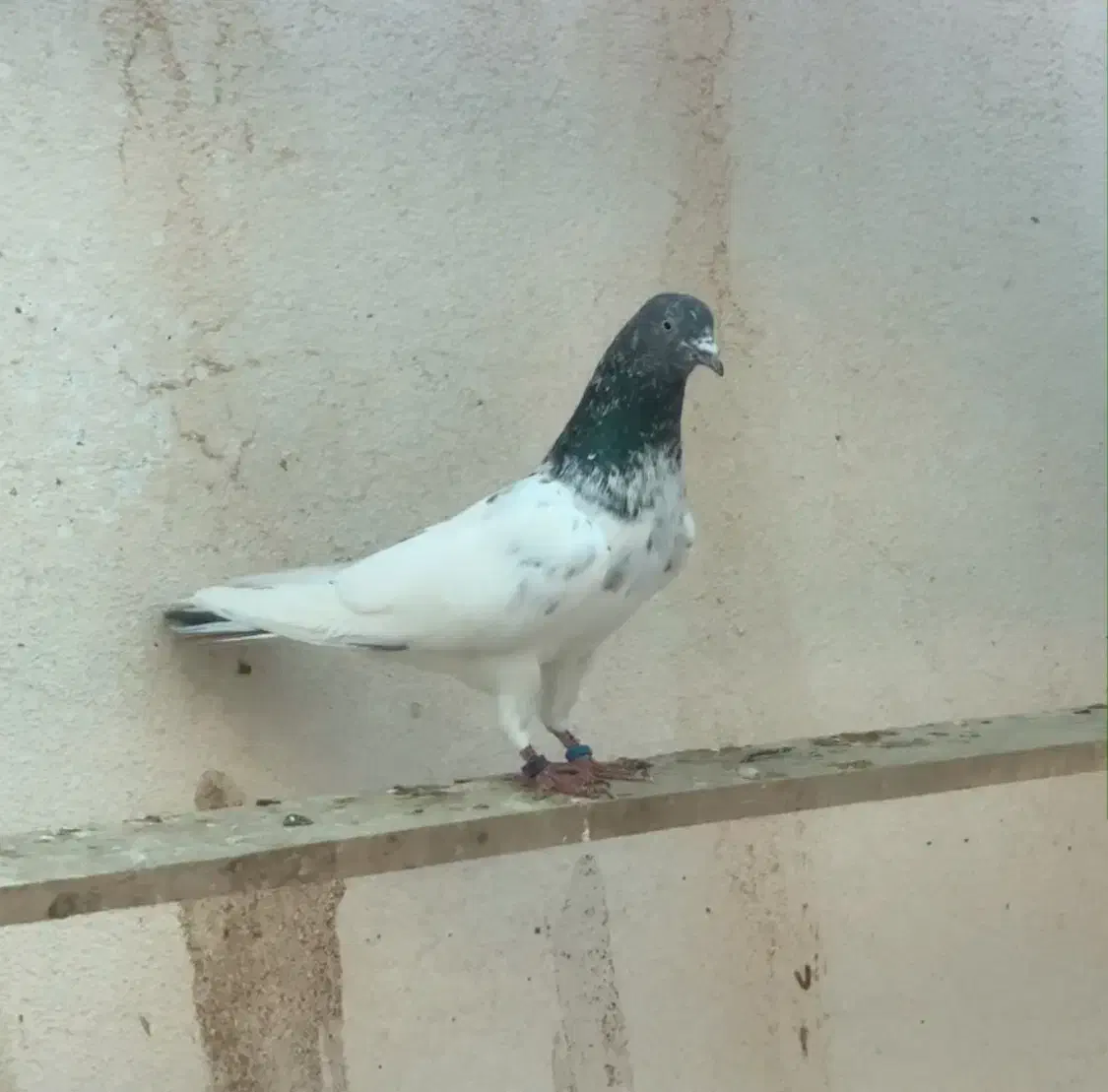 7عدد کفتر|پرنده|بندرعباس, |دیوار