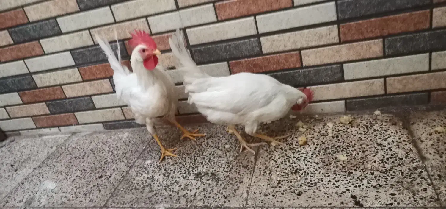 دوعددخروس|حیوانات مزرعه|قم, ولیعصر|دیوار