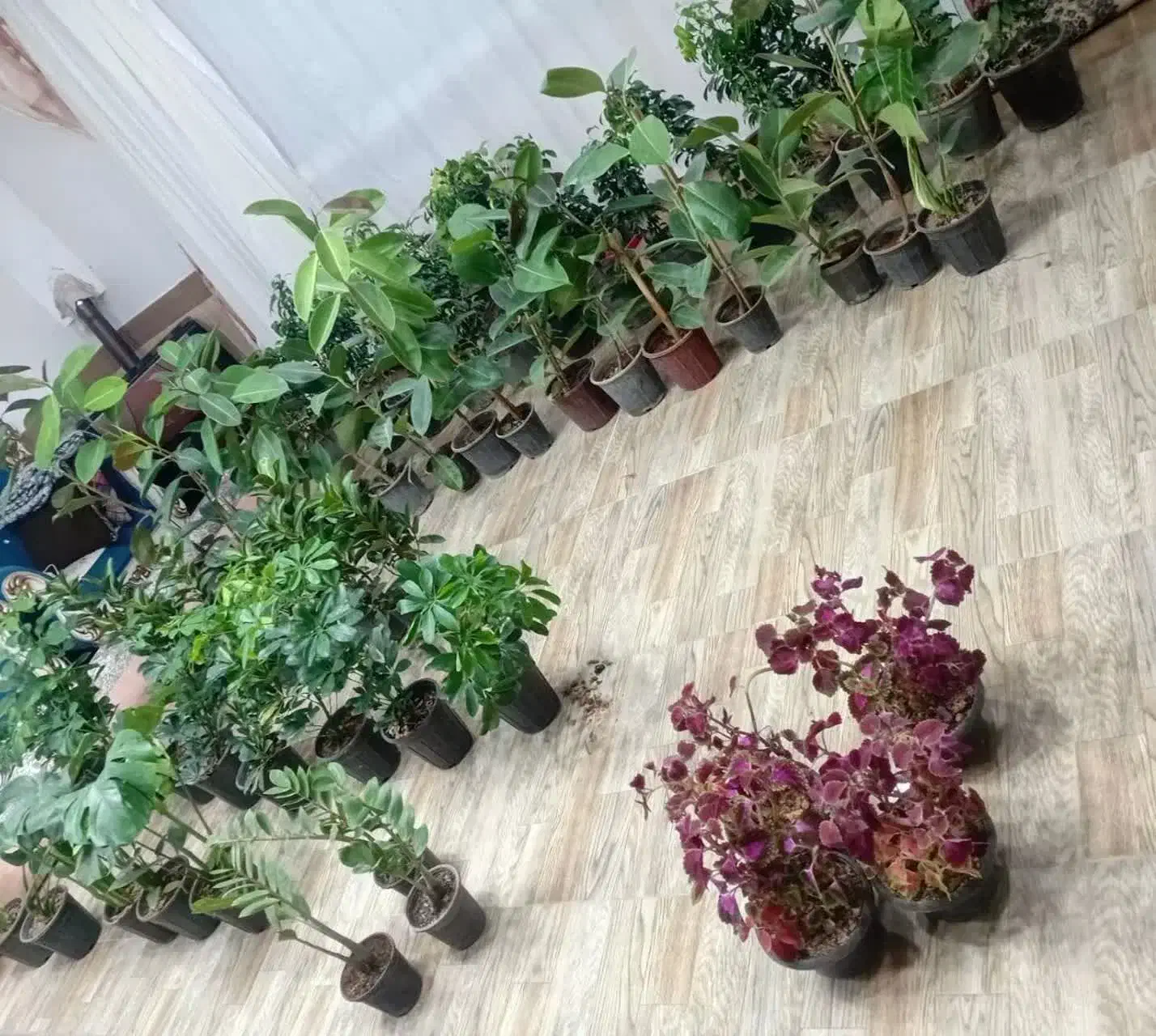 گل آپارتمانی|گل و گیاه طبیعی|بیرجند, |دیوار