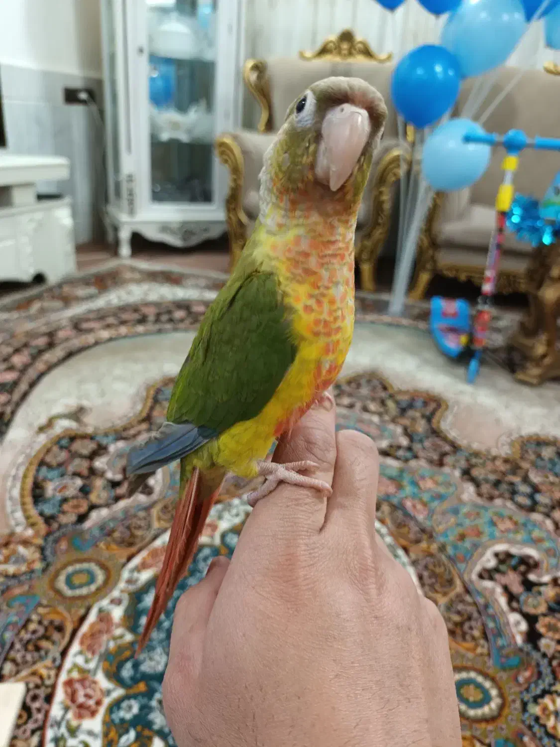 گرینچیک|پرنده|تربت‌حیدریه, آغوی|دیوار