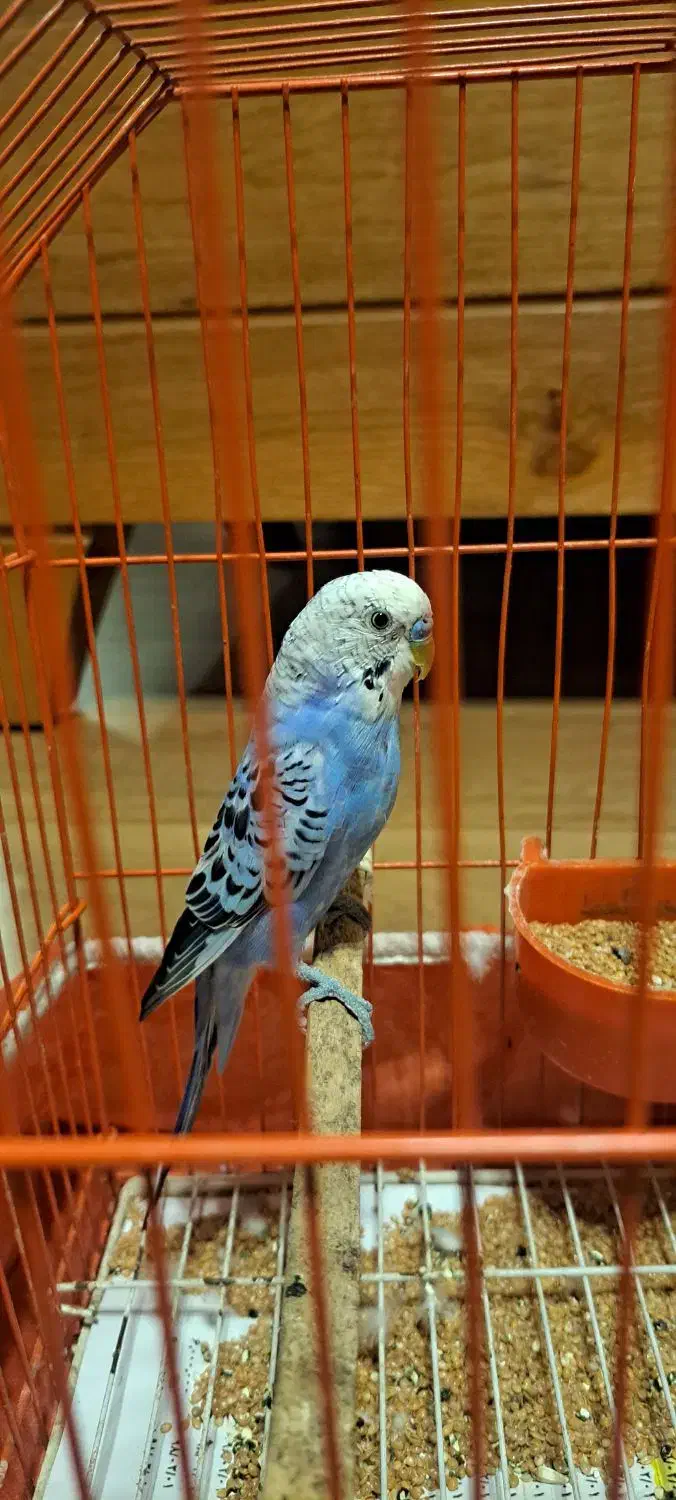 مرغ عشق|پرنده|گرگان, |دیوار