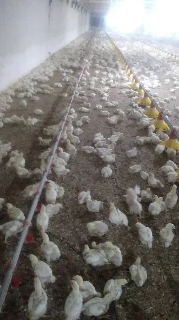 جوجه گوشتی راس|حیوانات مزرعه|اهواز, پردیس|دیوار