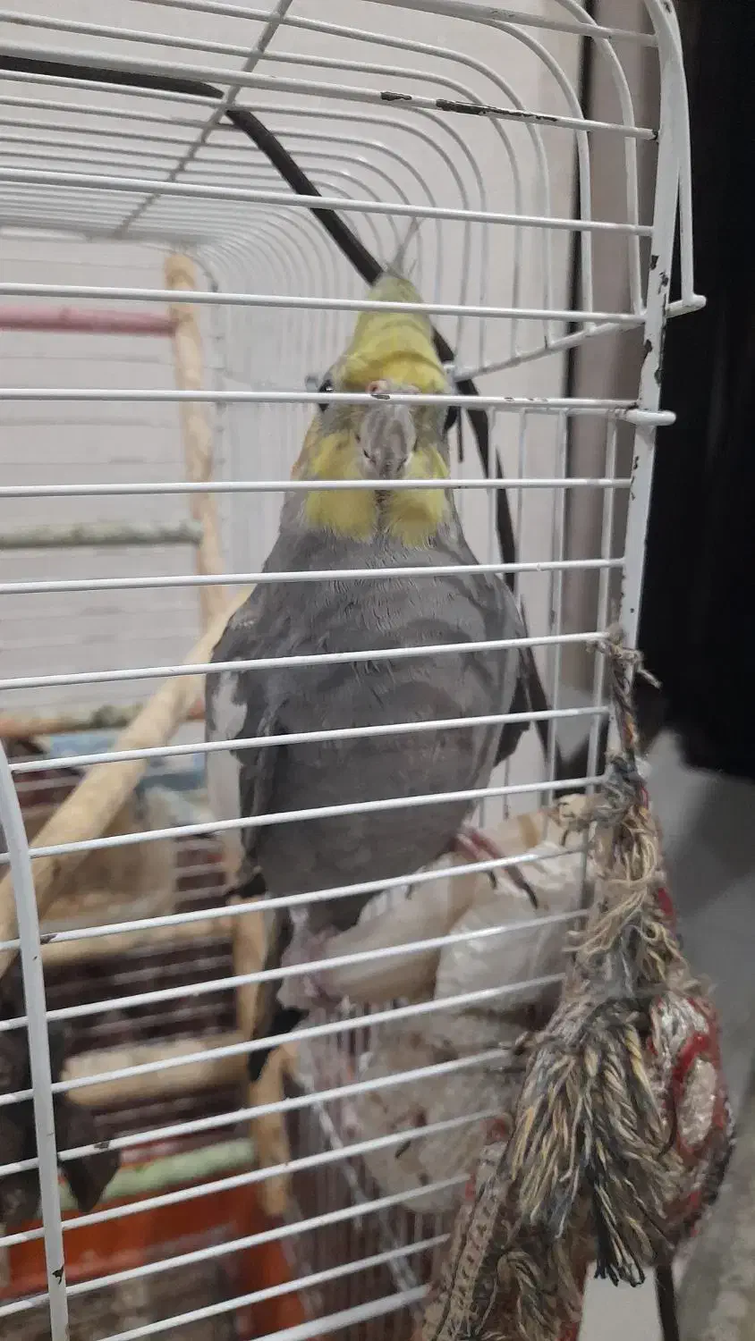 عروس نر سخنگو|پرنده|لاهیجان, گلستان|دیوار