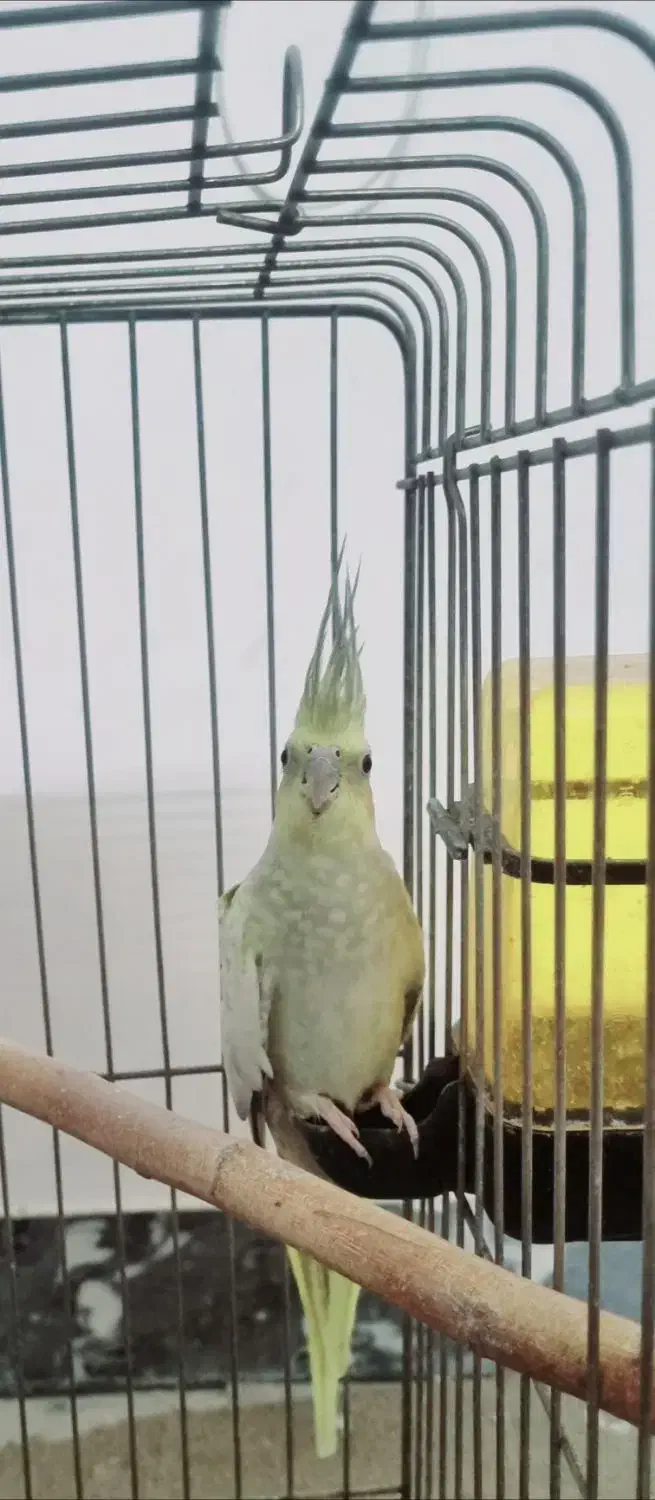 عروس هلندی ماده|پرنده|کویرات, |دیوار