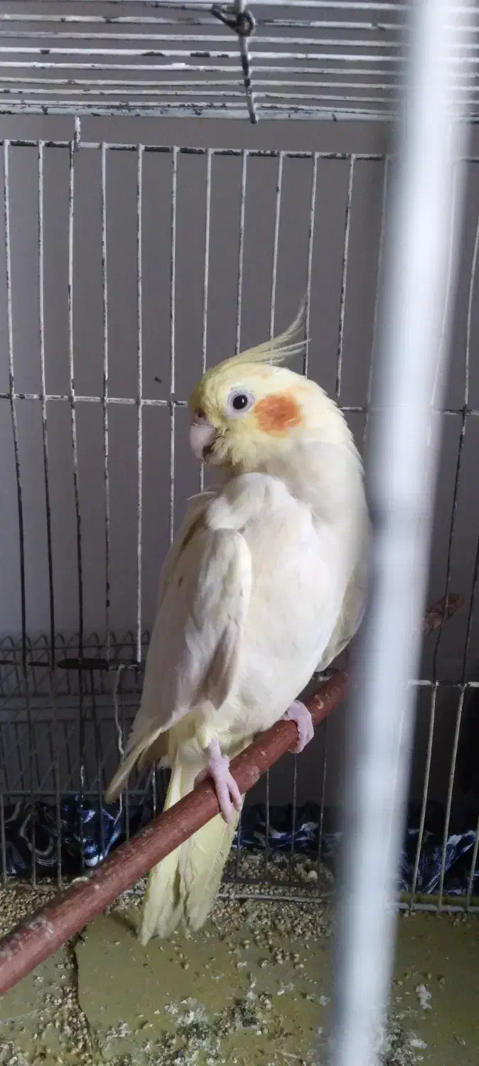 عروس هلندی ماده|پرنده|عجب شیر, |دیوار