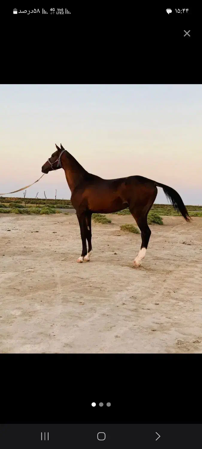 اسب ترکمن آخال تکه|اسب و تجهیزات اسب‌سواری|احمدسرگوراب, |دیوار