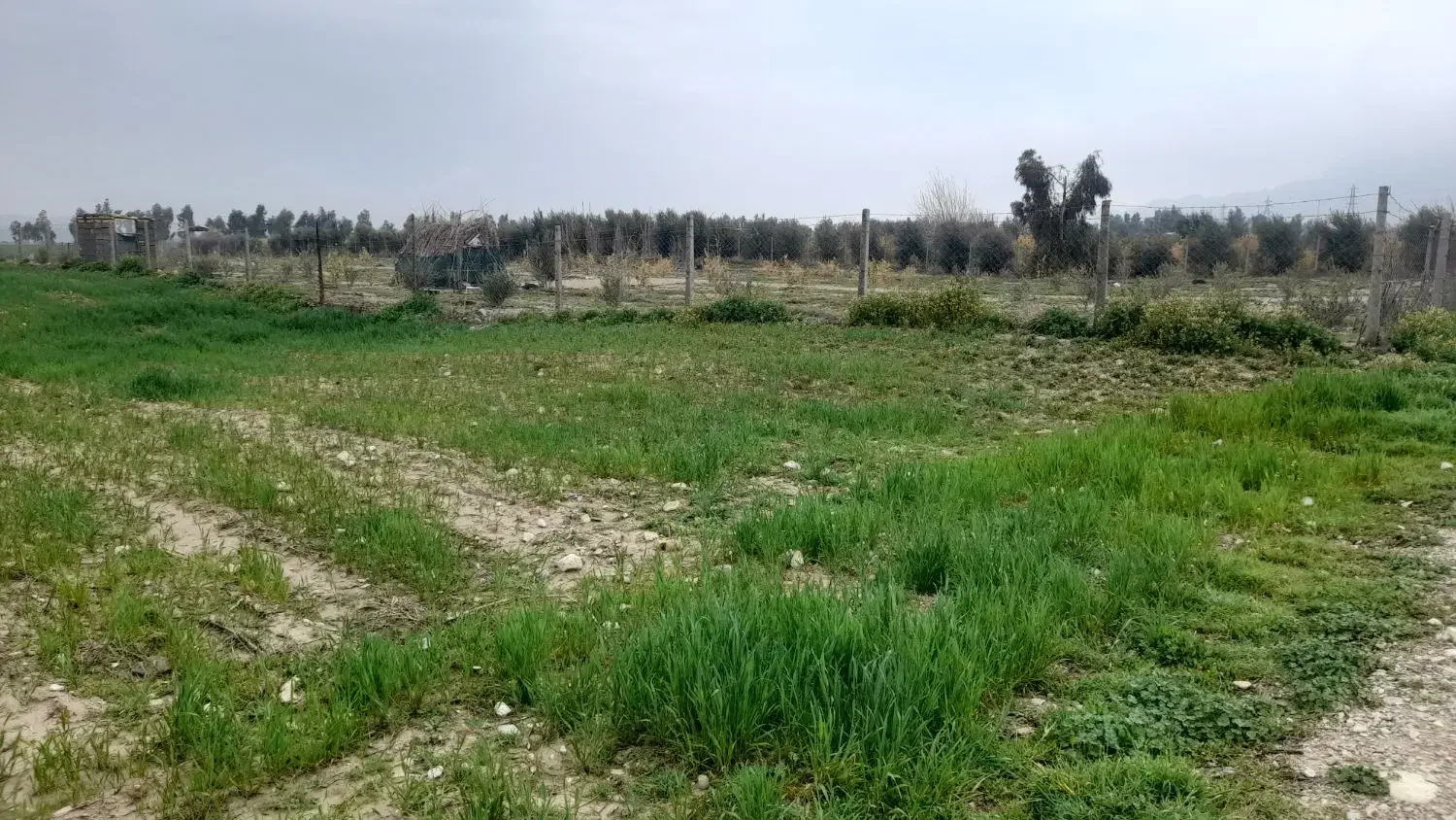 زمین باغ روستای ریکا|فروش زمین و ملک کلنگی|ایلام, |دیوار