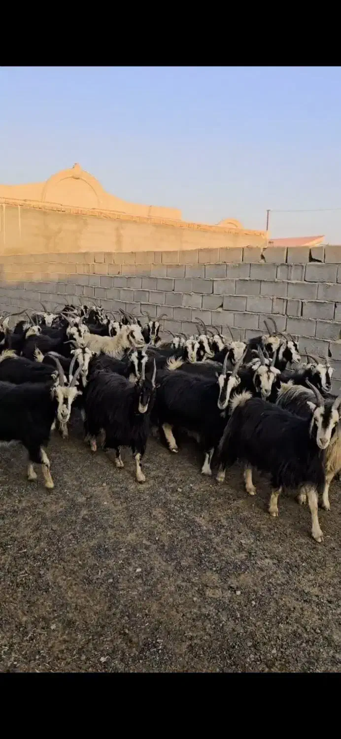 ۴۵راس بز خلج|حیوانات مزرعه|پیشوا, |دیوار