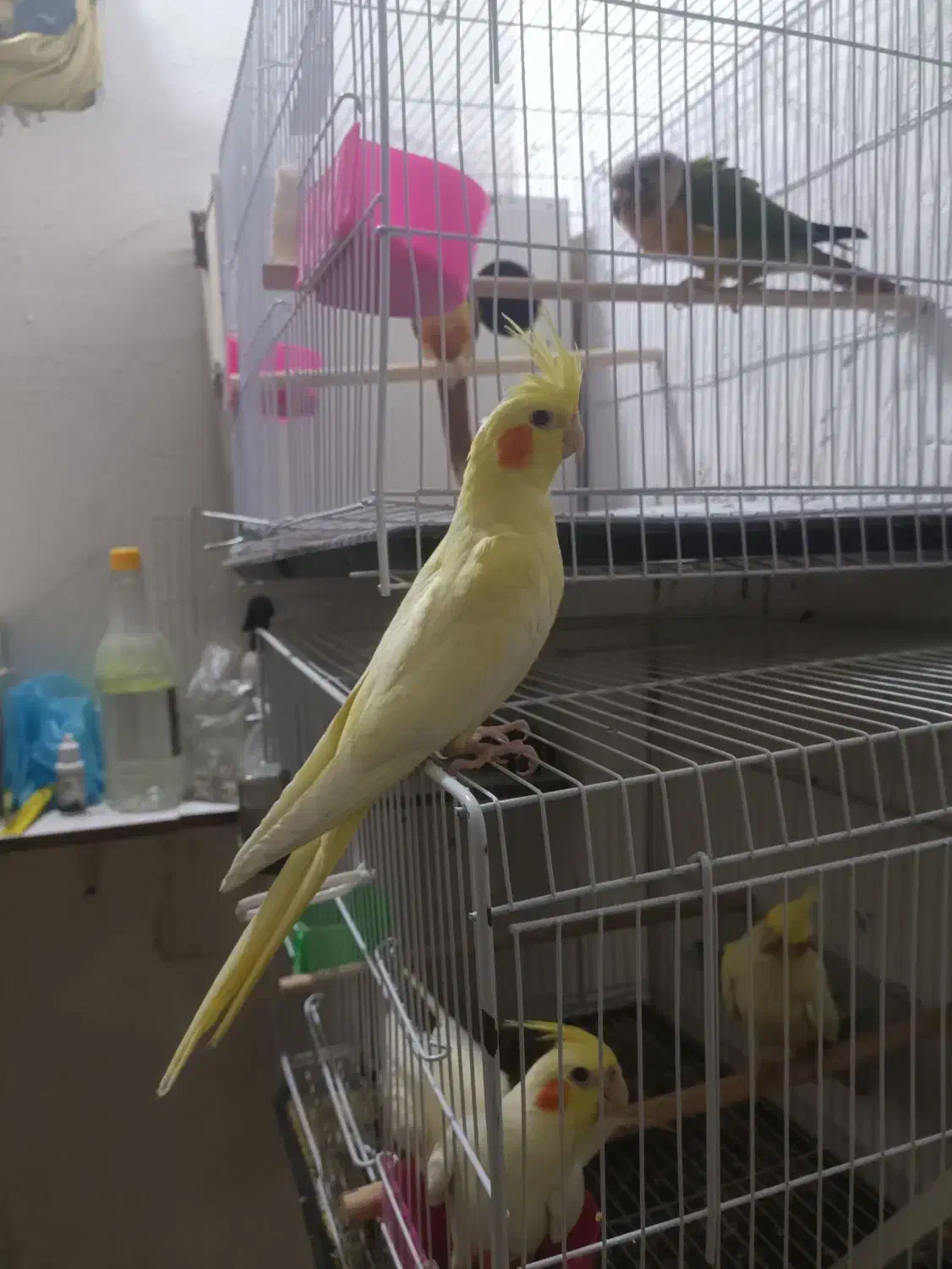 ععروس|پرنده|مشهد, رده|دیوار